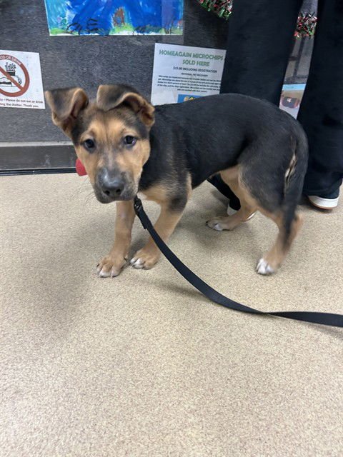 KATARINA - German Shepherd Dog available for adoption