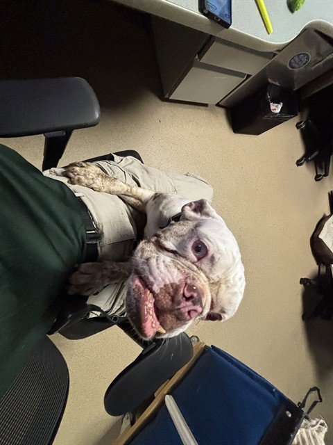 BETTY - Bulldog available for adoption