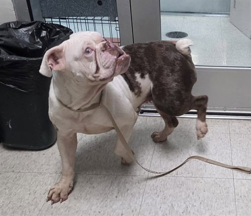 BETTY - Bulldog available for adoption