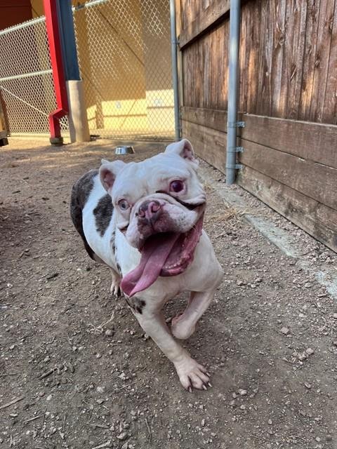 BETTY - Bulldog available for adoption