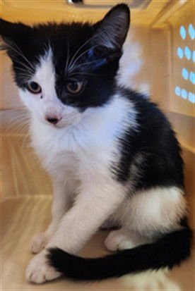 MOCHI - Domestic Short Hair available for adoption