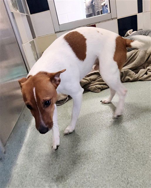 VITO - Parson Russell Terrier available for adoption