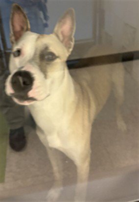 MARIO - Bull Terrier available for adoption