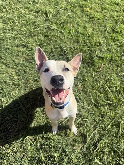 MARIO - Bull Terrier / Siberian Husky available for adoption