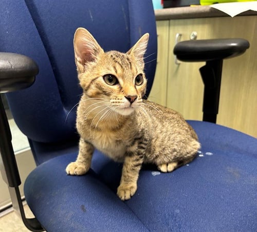 A220011 - Domestic Short Hair available for adoption