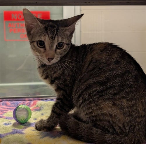 GABBY - Domestic Short Hair available for adoption
