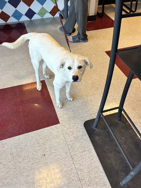 SASSY - Labrador Retriever available for adoption