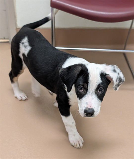 ERIC - Australian Kelpie / Great Pyrenees available for adoption