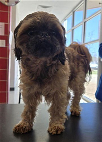 WINSTON - Shih Tzu / Pekingese available for adoption