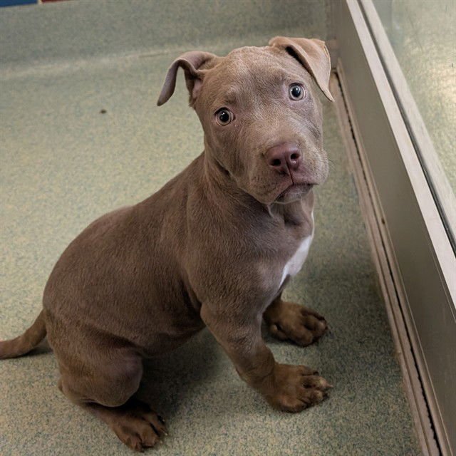 A215907 - Pit Bull Terrier available for adoption