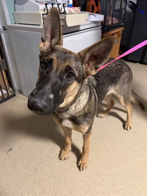 HEAVEN - German Shepherd Dog available for adoption