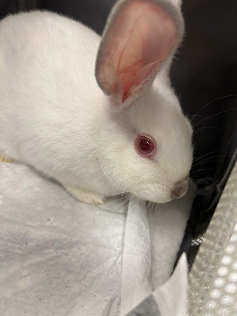 ALEX - American available for adoption