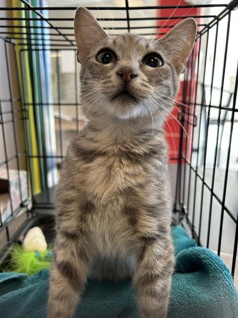 AMELIA - Domestic Short Hair available for adoption