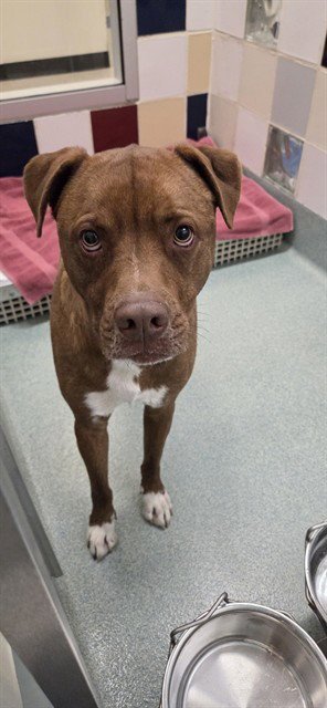 BENTLEY - Pit Bull Terrier available for adoption