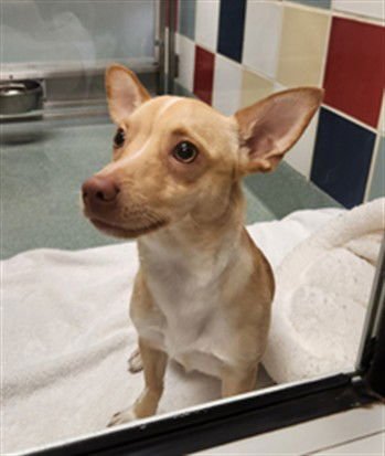 ARNOLD - Chihuahua available for adoption