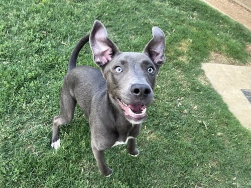 SKIPPY - Pit Bull Terrier available for adoption