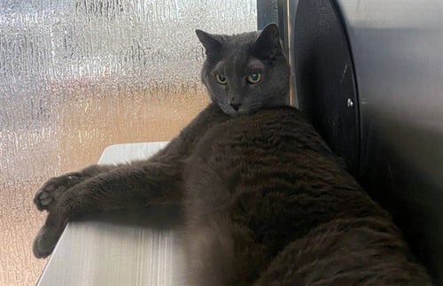 GRAY - Russian Blue available for adoption