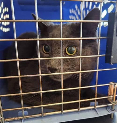 GRAY - Domestic Short Hair available for adoption