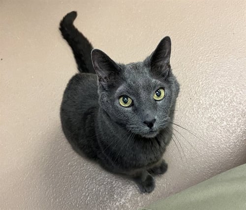 GRAY - Russian Blue available for adoption