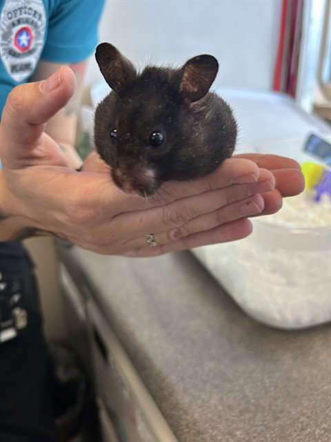 GEORDIE - Hamster available for adoption