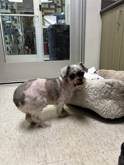 MOOSEY - Shih Tzu available for adoption