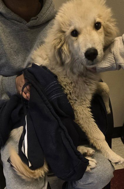 THOR - Great Pyrenees available for adoption