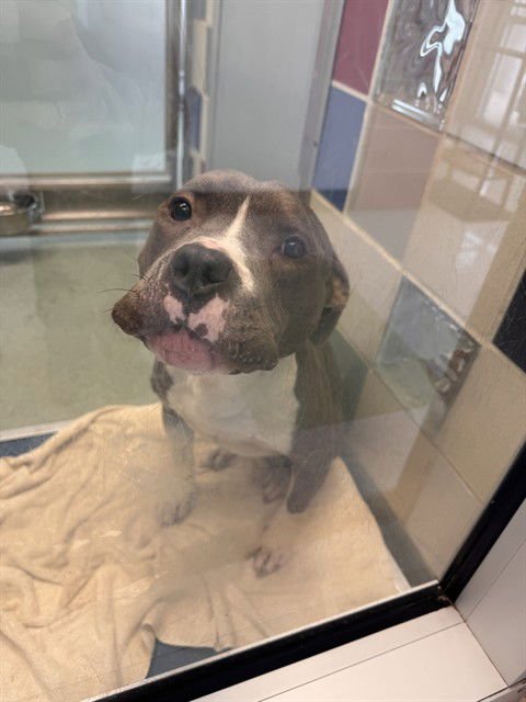 MAXIMUS - Pit Bull Terrier available for adoption