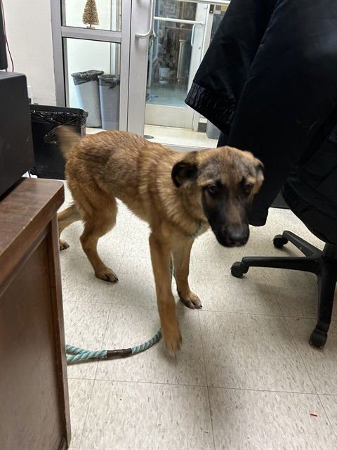 JASPER - German Shepherd Dog available for adoption