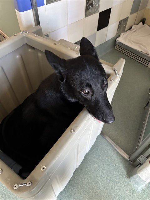 CALLIE - Belgian Shepherd Malinois / Labrador Retriever available for adoption