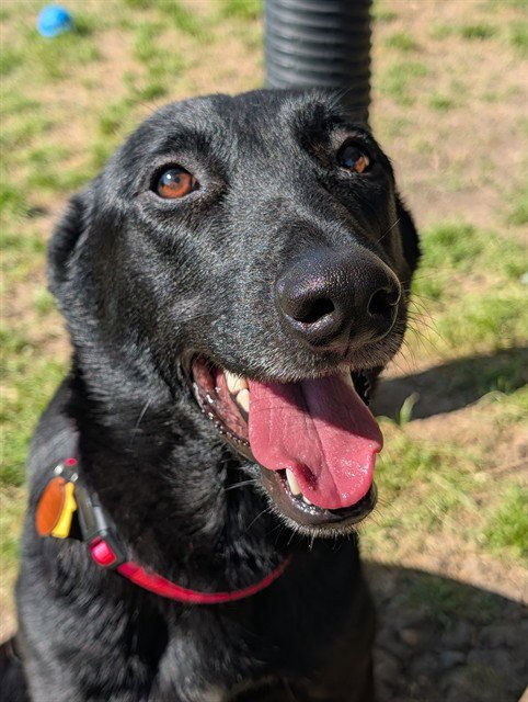CALLIE - Belgian Shepherd Malinois / Labrador Retriever available for adoption