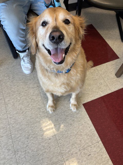 SPARKY - Golden Retriever available for adoption