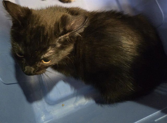 WAFFLES - Domestic Short Hair available for adoption