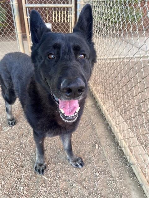 ZORRO - German Shepherd Dog available for adoption