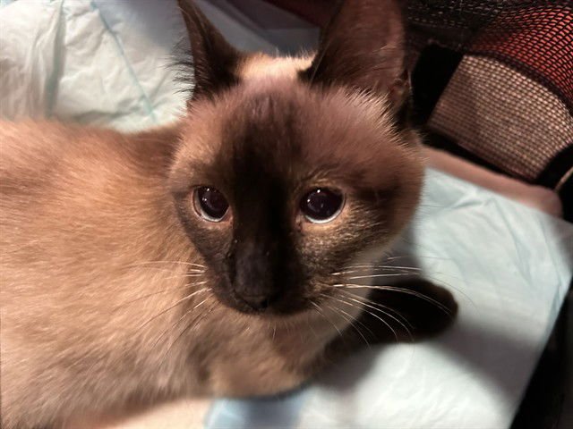 A216352 - Siamese available for adoption