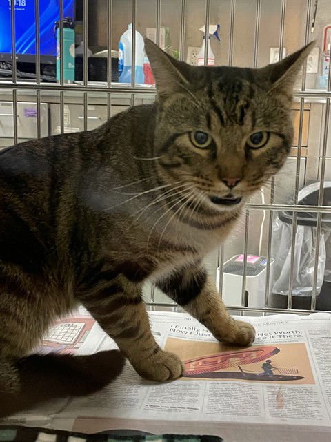 TOM - Domestic Short Hair available for adoption