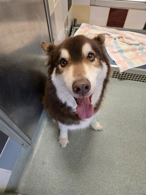 KYLO - Husky / Border Collie for adoption in Frisco