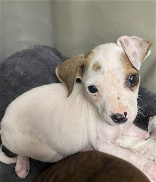 TRIXIE - Pit Bull Terrier available for adoption