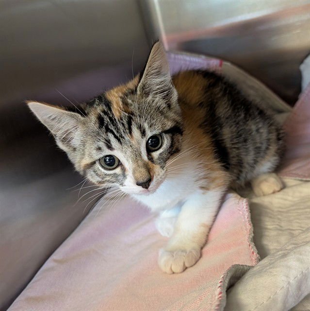 YARNABY - Domestic Short Hair available for adoption