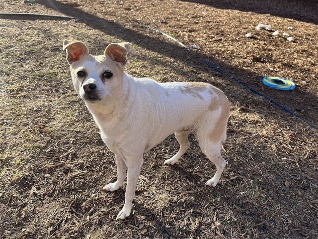 PACO - Chihuahua available for adoption