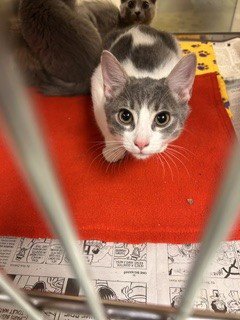 DANISH - Domestic Short Hair available for adoption