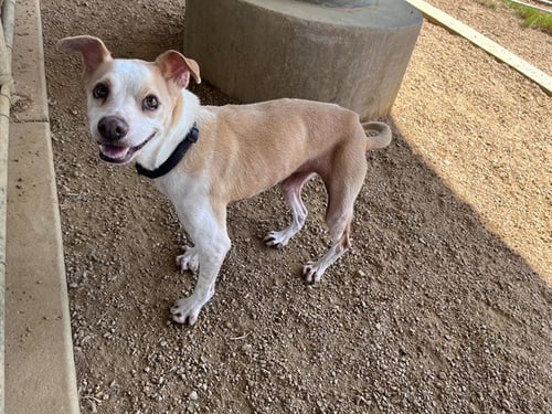 CASHEW - Italian Greyhound available for adoption