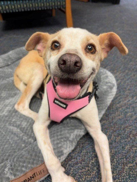CASHEW - Italian Greyhound available for adoption