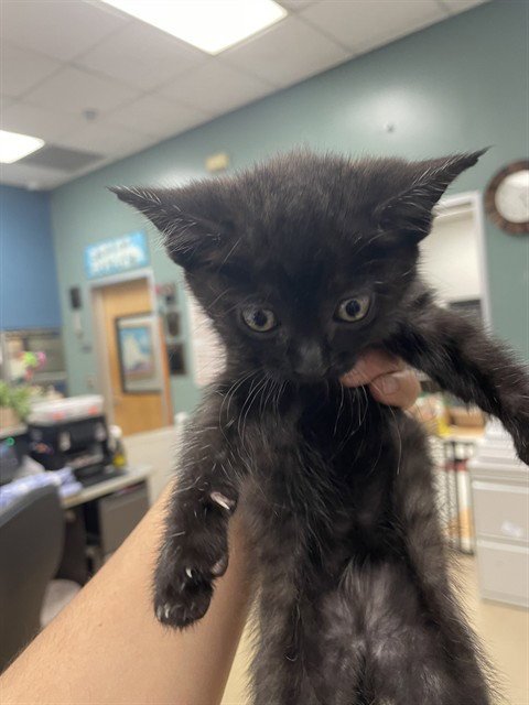 SASSY - Domestic Short Hair available for adoption