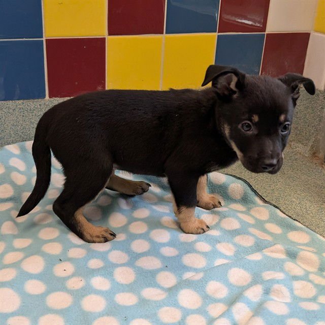 MOCHA - Australian Kelpie available for adoption