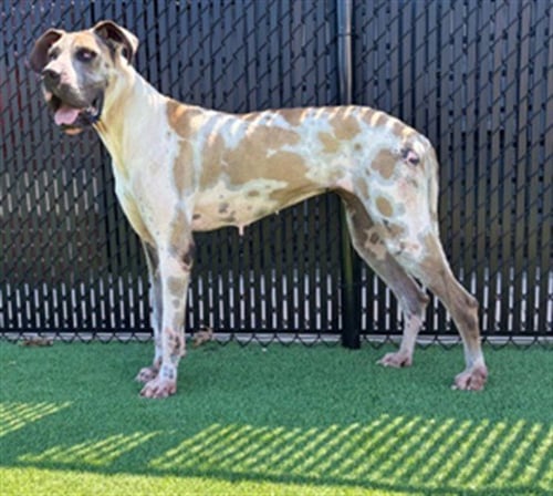 BERTHA - Great Dane available for adoption