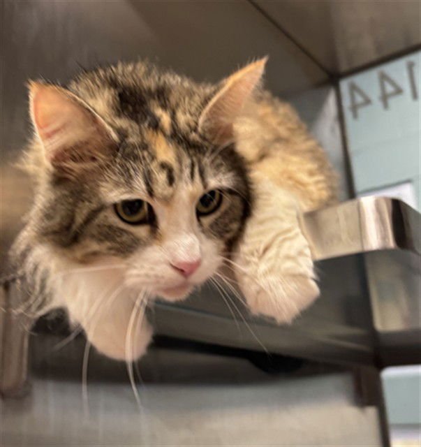 AUTUMN - Domestic Medium Hair available for adoption