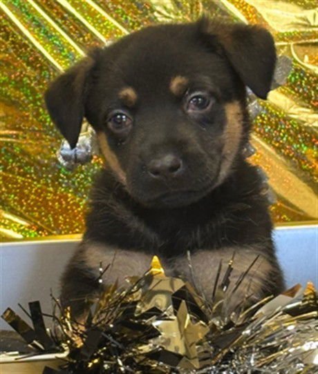 ELSIE - Australian Kelpie / Great Pyrenees available for adoption