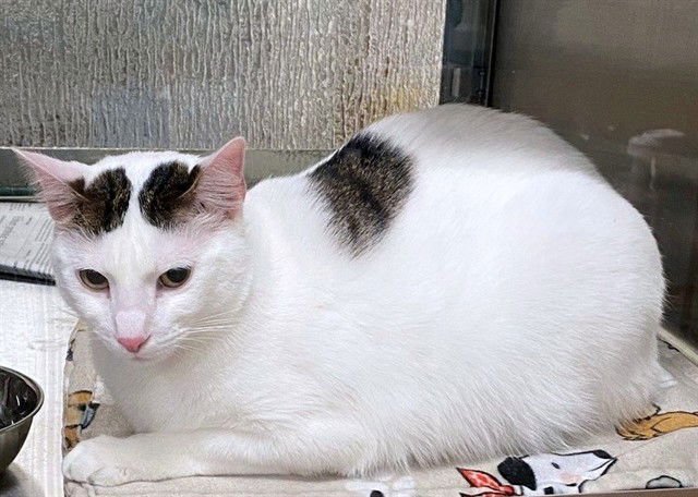 BOOPIE - Domestic Short Hair available for adoption