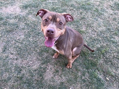 STAR - Pit Bull Terrier available for adoption