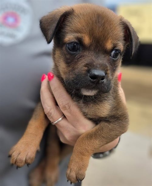 FOXY - Rottweiler / Pit Bull Terrier available for adoption